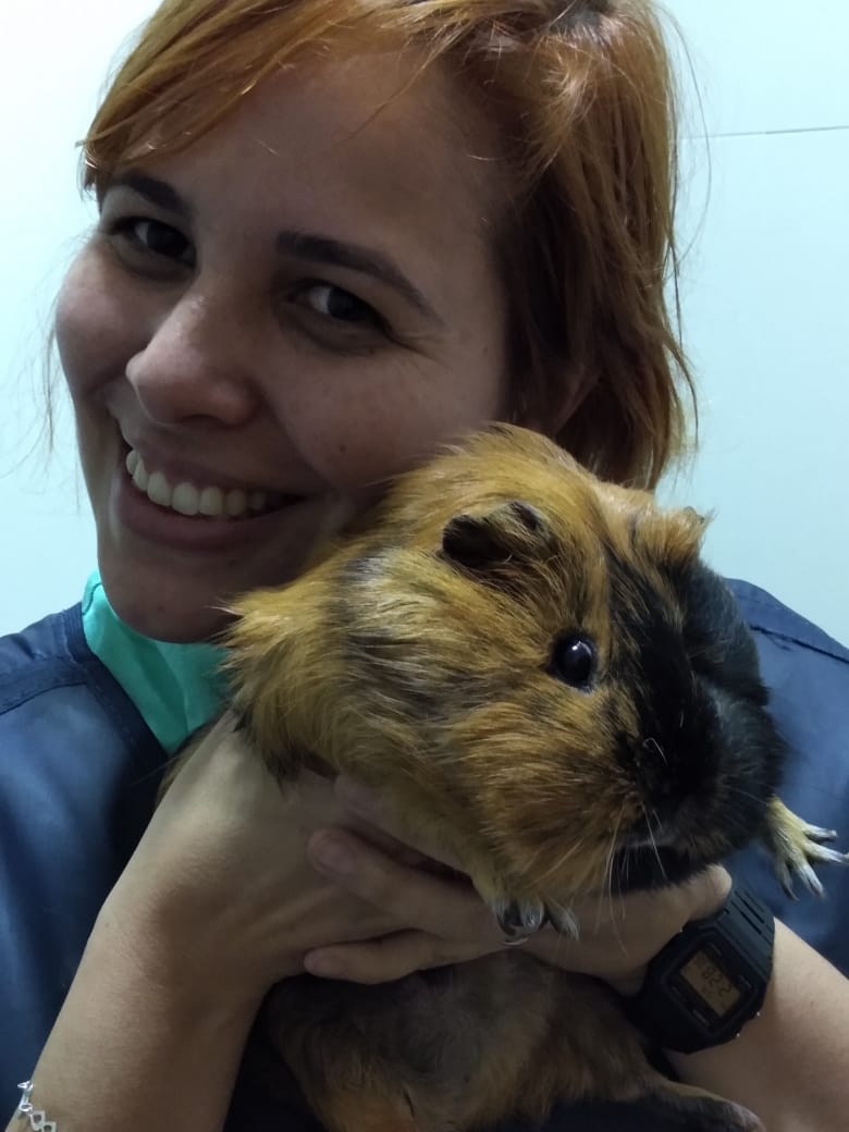 Veterinaria Dr. Andressa antendendo um Porquinho Da India